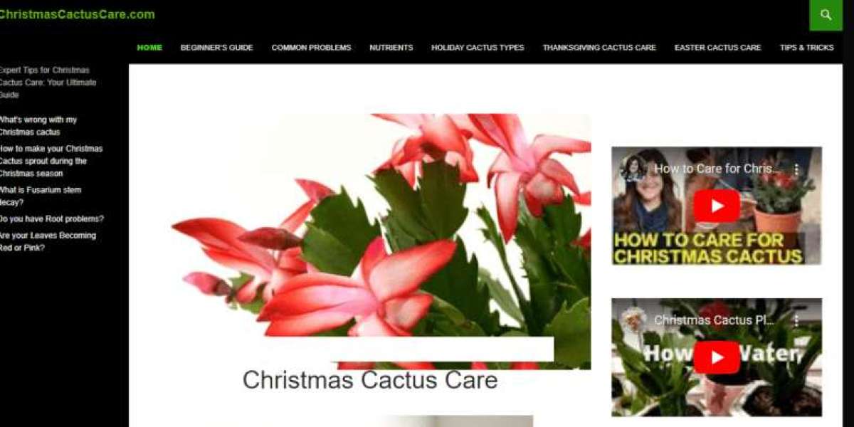 Christmas Cactus Care Indoors